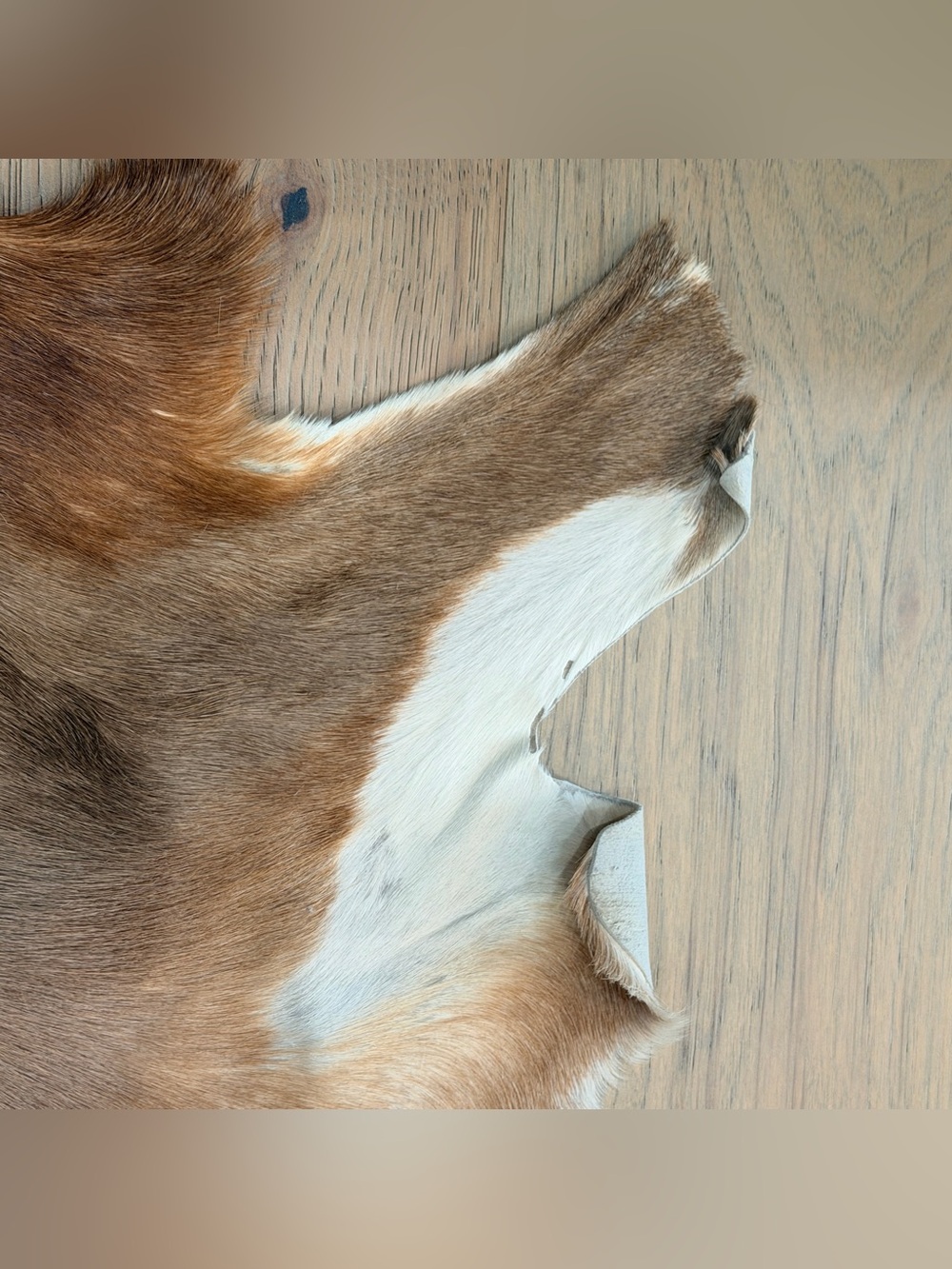 Vintage Genuine Goatskin Hide Rug Mallorca Spain Brown & White Hair-On Hide - Picture 4 of 11
